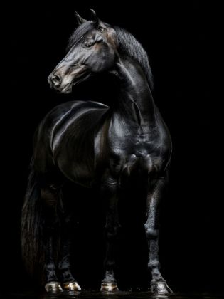 Produktbild: CALVENDO Puzzle Schwarze Eleganz - Pferde Rappe | 1000 Teile Lege-Gr&ouml;&szlig;e 64x48cm Foto-Puzzle f&uuml;r gl&uuml;ckliche Stunden