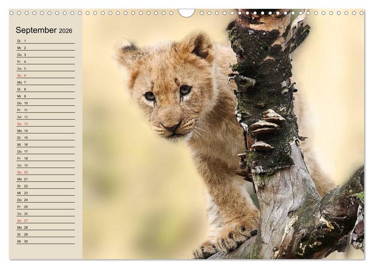 Produktbild: L&ouml;wen. Majest&auml;tische Kraft (Wandkalender 2026 DIN A3 quer), CALVENDO Monatskalender