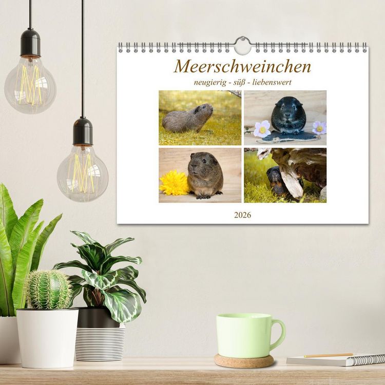 Produktbild: MEERSCHWEINCHEN neugierig - s&uuml;&szlig; - liebenswert (Wandkalender 2026 DIN A4 quer), CALVENDO Monatskalender
