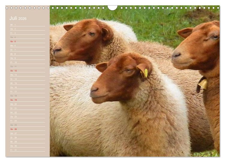 Produktbild: Schafe / Geburtstagskalender (Wandkalender 2026 DIN A3 quer), CALVENDO Monatskalender