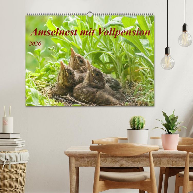 Produktbild: Amselnest mit Vollpension (Wandkalender 2026 DIN A2 quer), CALVENDO Monatskalender