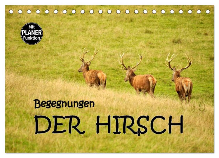 Produktbild: Begegnungen. DER HIRSCH (Tischkalender 2026 DIN A5 quer), CALVENDO Monatskalender
