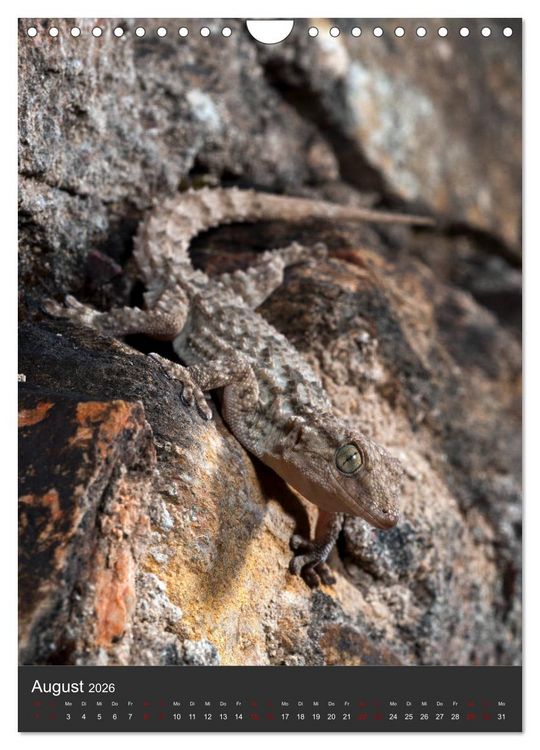 Produktbild: GECKOS (Wandkalender 2026 DIN A4 hoch), CALVENDO Monatskalender