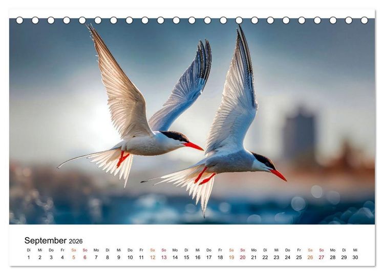 Produktbild: Seeschwalben - Meister der L&uuml;fte (Tischkalender 2026 DIN A5 quer), CALVENDO Monatskalender