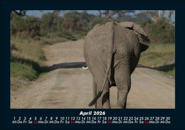 Produktbild: Elefanten 2026 Fotokalender DIN A5
