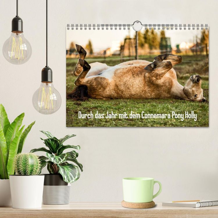 Produktbild: Durch das Jahr mit dem Connemara Pony Holly (Wandkalender 2026 DIN A4 quer), CALVENDO Monatskalender
