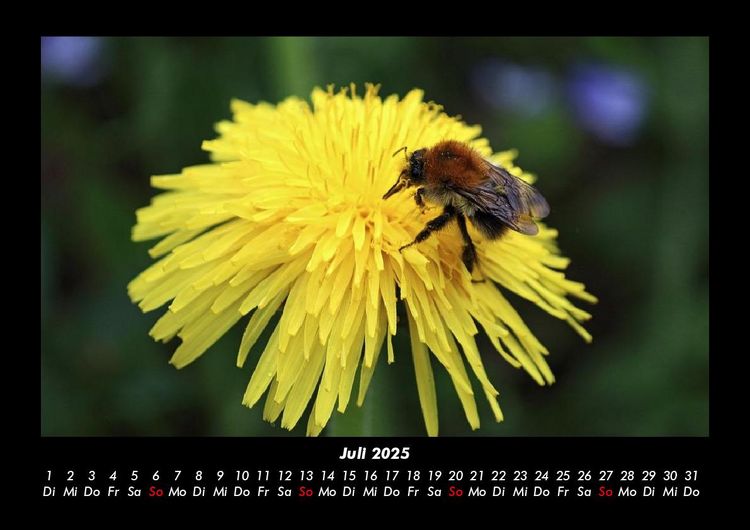 Produktbild: Bien 2025 Fotokalender DIN A3