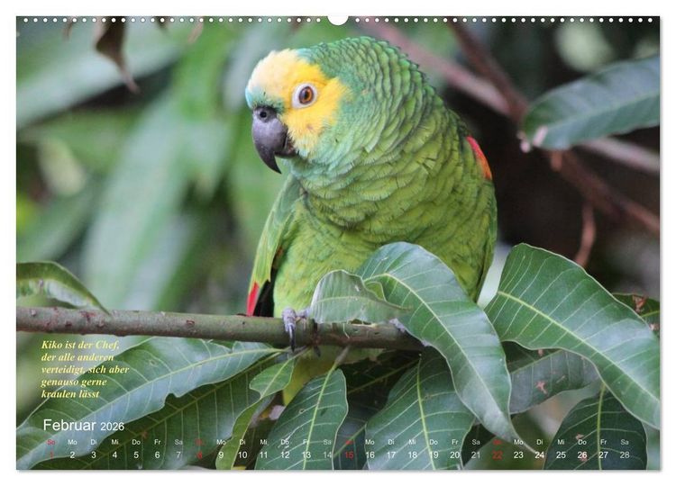 Produktbild: Blaustirnamazonen - Papageien in Paraguay (Wandkalender 2026 DIN A2 quer), CALVENDO Monatskalender
