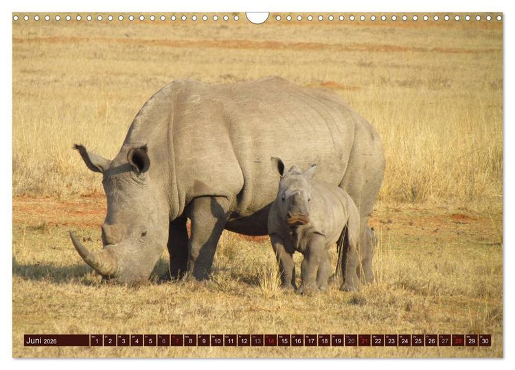 Produktbild: Afrikas wilde Sch&ouml;nheiten (Wandkalender 2026 DIN A3 quer), CALVENDO Monatskalender
