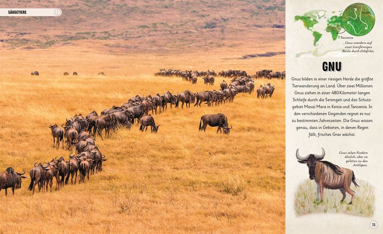 Produktbild: Erstaunliche Wanderungen der Tiere