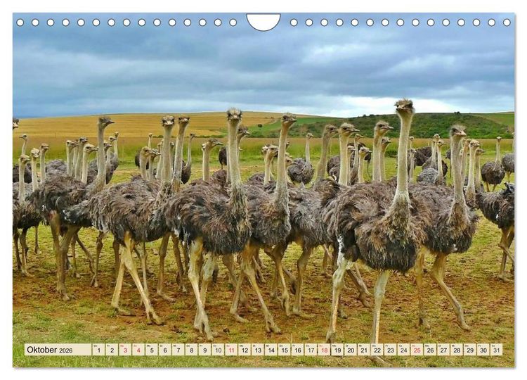 Produktbild: Strau&szlig;e. Afrikas sch&ouml;ne Laufv&ouml;gel (Wandkalender 2026 DIN A4 quer), CALVENDO Monatskalender