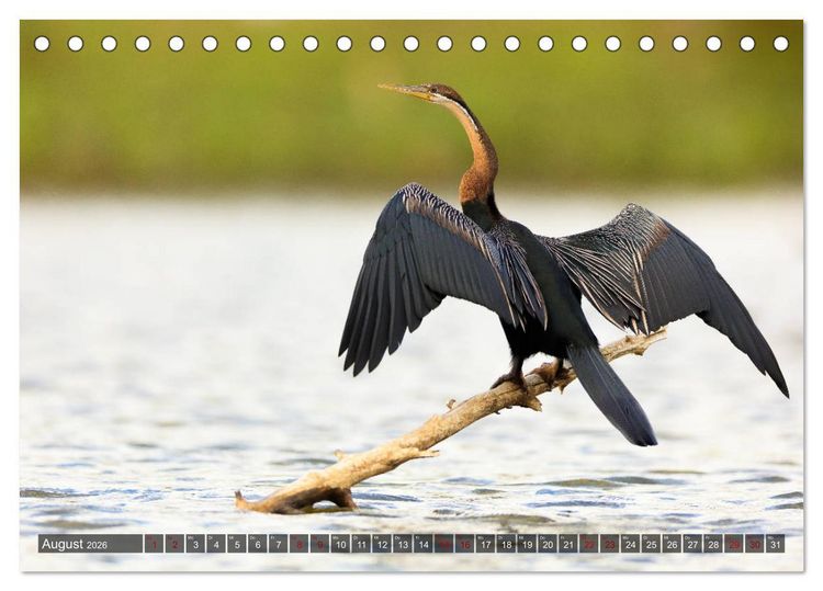 Produktbild: Auf Safari in Kenia 2026 (Tischkalender 2026 DIN A5 quer), CALVENDO Monatskalender