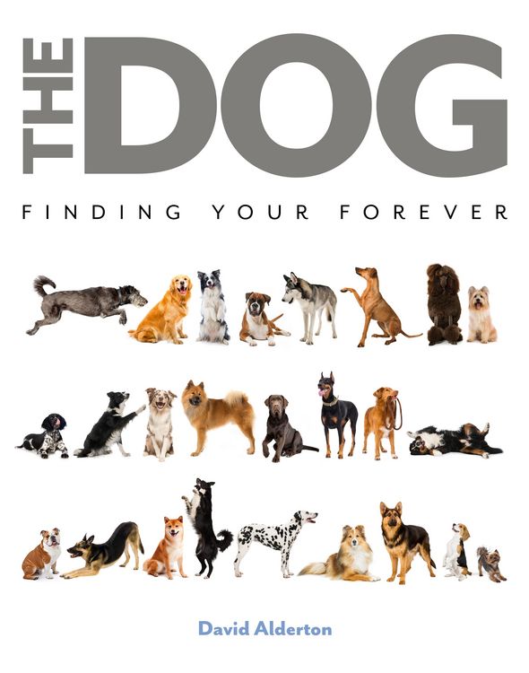 Produktbild: The Dog