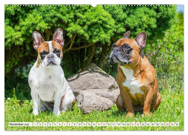 Produktbild: Kleine Helden - Franz&ouml;sische Bulldoggen (hochwertiger Premium Wandkalender 2026 DIN A2 quer), Kunstdruck in Hochglanz