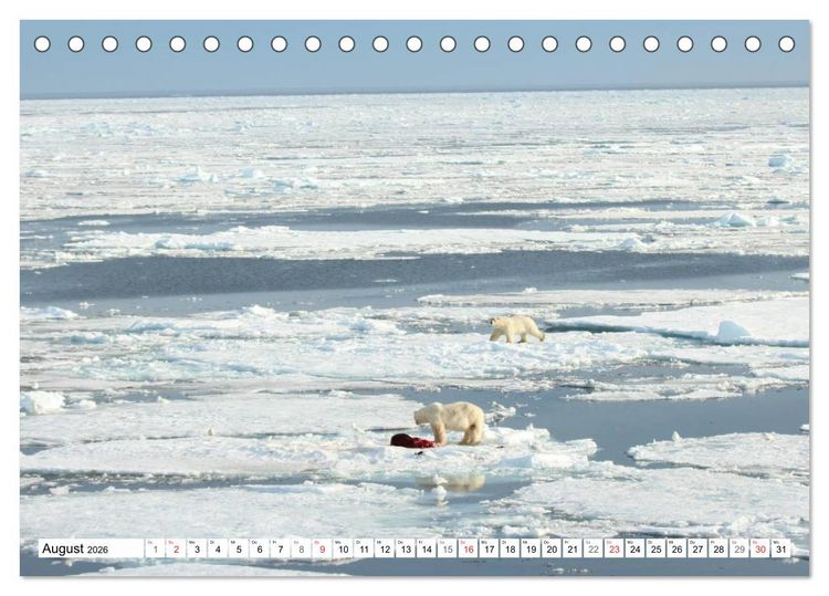 Produktbild: Eisb&auml;ren - K&ouml;nige der Arktis (Tischkalender 2026 DIN A5 quer), CALVENDO Monatskalender