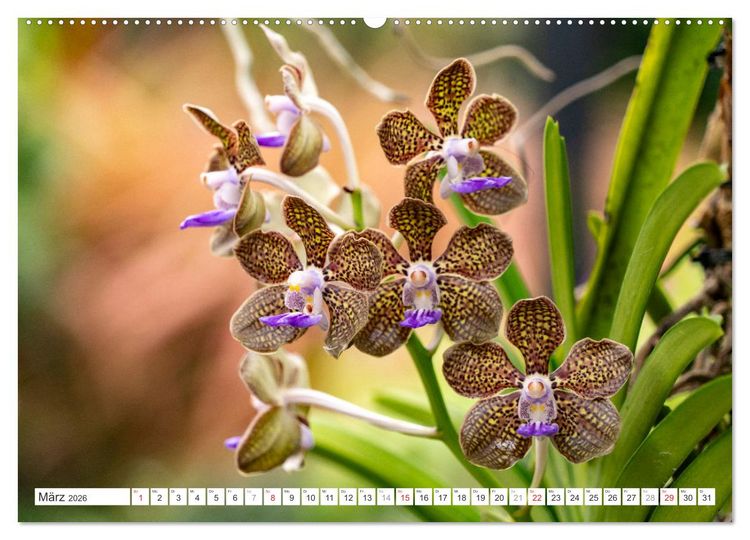 Produktbild: Orchidaceae - Orchideen (Wandkalender 2026 DIN A2 quer), CALVENDO Monatskalender