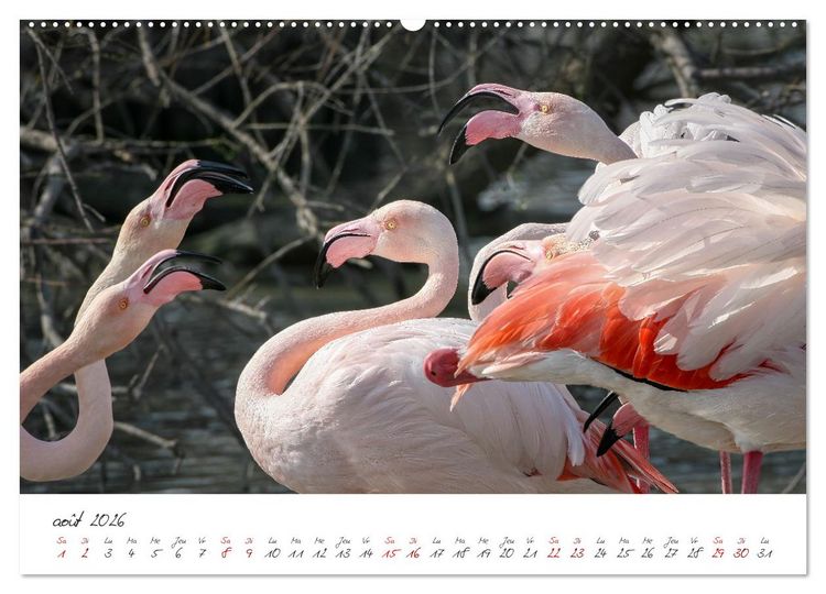 Produktbild: La faune de nos c&ocirc;tes les oiseaux (Calendrier mural 2026 DIN A2 vertical) calendrier de bureau