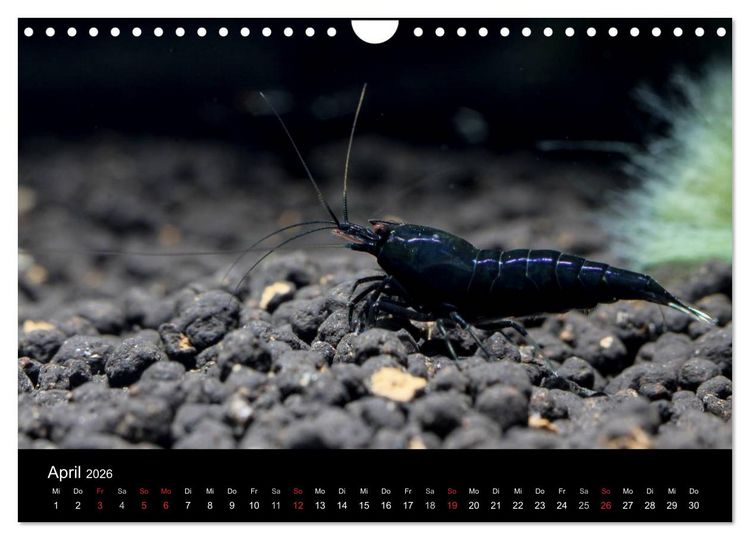 Produktbild: Zwerggarnelen - gepanzerte Juwelen im Aquarium (Wandkalender 2026 DIN A4 quer), CALVENDO Monatskalender
