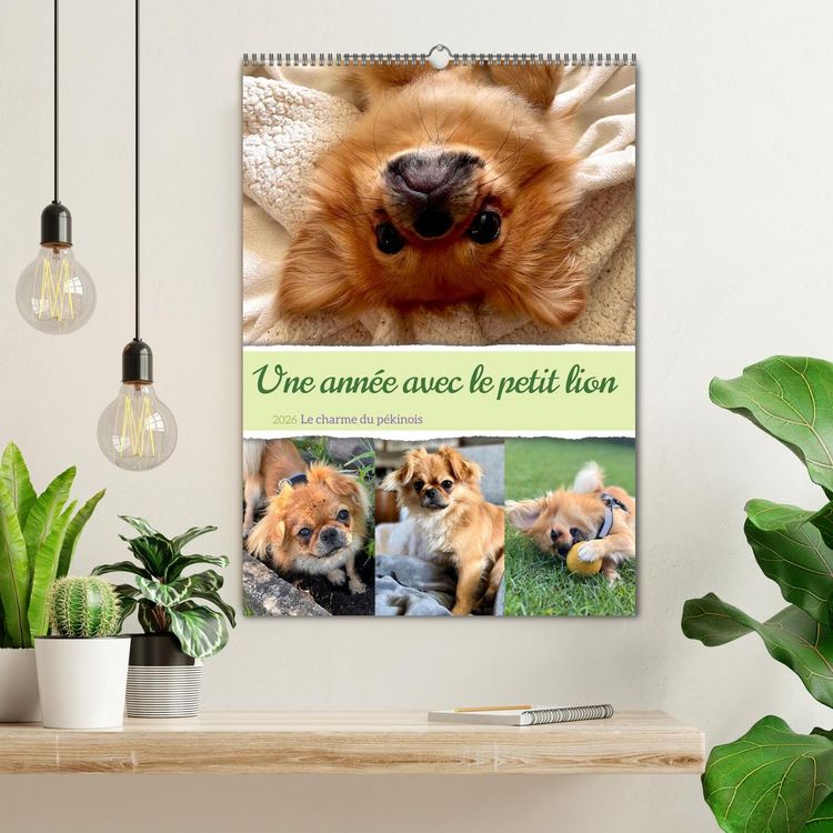 Produktbild: Une ann&eacute;e avec le petit lion - Le charme du p&eacute;kinois (Calendrier mural 2026 DIN A2 horizontal), CALVENDO calendrier mensuel