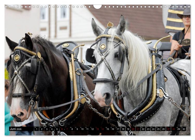 Produktbild: Schwere Pferde 2026 (Wandkalender 2026 DIN A3 quer), CALVENDO Monatskalender