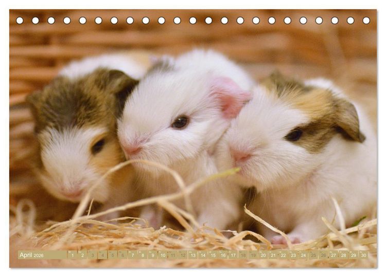 Produktbild: BABY Meerschweinchen Traumhaft s&uuml;&szlig; (Tischkalender 2026 DIN A5 quer), CALVENDO Monatskalender