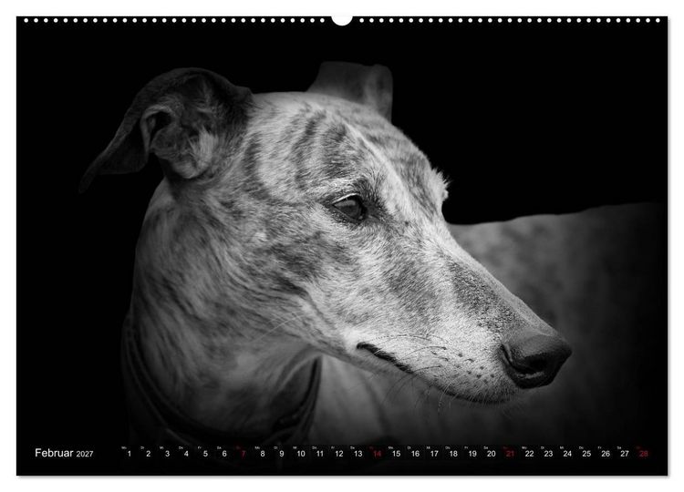 Produktbild: Galgo Espa&ntilde;ol - der spanische Windhund 2027 (Wandkalender 2027 DIN A2 quer), CALVENDO Monatskalender