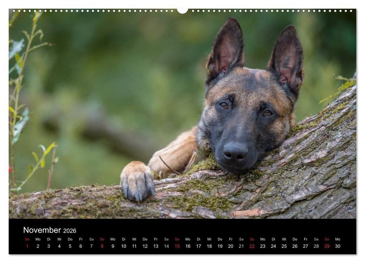 Produktbild: Belgischer Sch&auml;ferhund - Der Malinois (hochwertiger Premium Wandkalender 2026 DIN A2 quer), Kunstdruck in Hochglanz