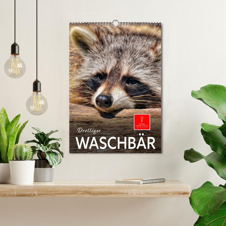 Produktbild: Drolliger Waschb&auml;r (Wandkalender 2026 DIN A3 hoch), CALVENDO Monatskalender