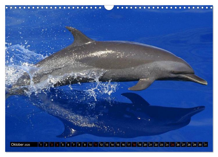 Produktbild: Delfine und Wale (Wandkalender 2026 DIN A3 quer), CALVENDO Monatskalender