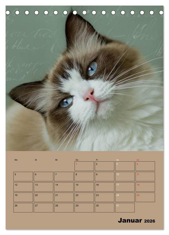 Produktbild: Ragdolls zum Verlieben (Tischkalender 2026 DIN A5 hoch), CALVENDO Monatskalender