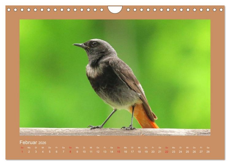 Produktbild: Vogelportr&auml;ts - Heimische V&ouml;gel auf meinem Balkon (Wandkalender 2026 DIN A4 quer), CALVENDO Monatskalender