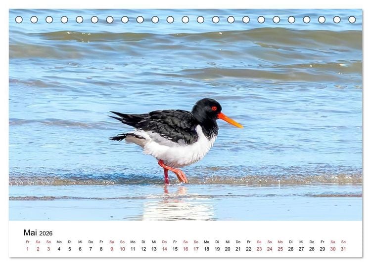 Produktbild: Wasserv&ouml;gel der Ostsee - Impressionen aus der L&uuml;becker Bucht (Tischkalender 2026 DIN A5 quer), CALVENDO Monatskalender