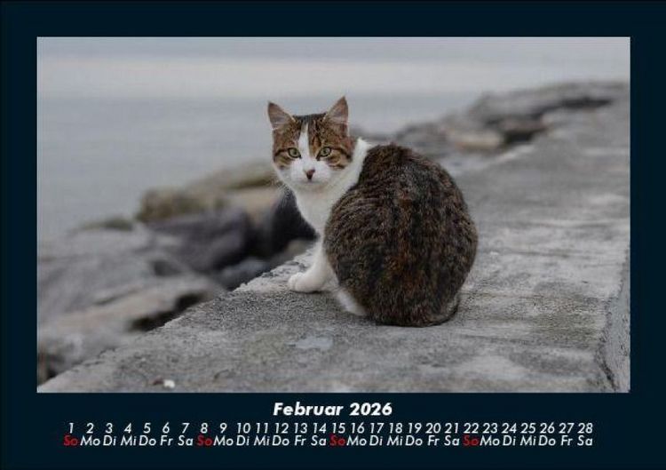 Produktbild: F&uuml;r Katzenfreunde 2026 Fotokalender DIN A5