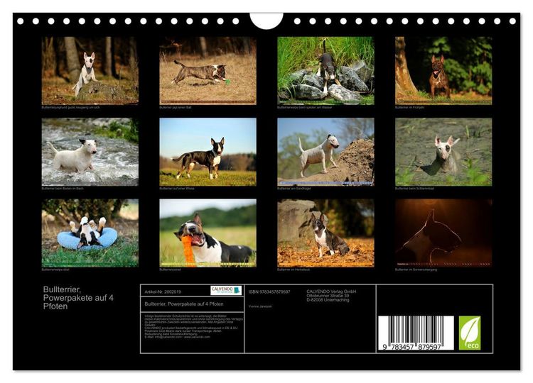 Produktbild: Bullterrier, Powerpakete auf 4 Pfoten (Wandkalender 2026 DIN A4 quer), CALVENDO Monatskalender