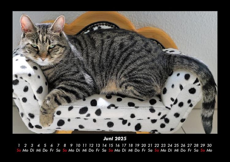 Produktbild: F&uuml;r Katzenfreunde 2025 Fotokalender DIN A3