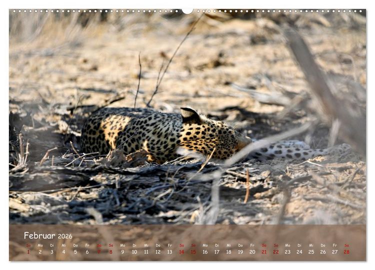 Produktbild: Kgalagadi - Fauna und Wildtiere in der Kalahari (hochwertiger Premium Wandkalender 2026 DIN A2 quer), Kunstdruck in Hochglanz