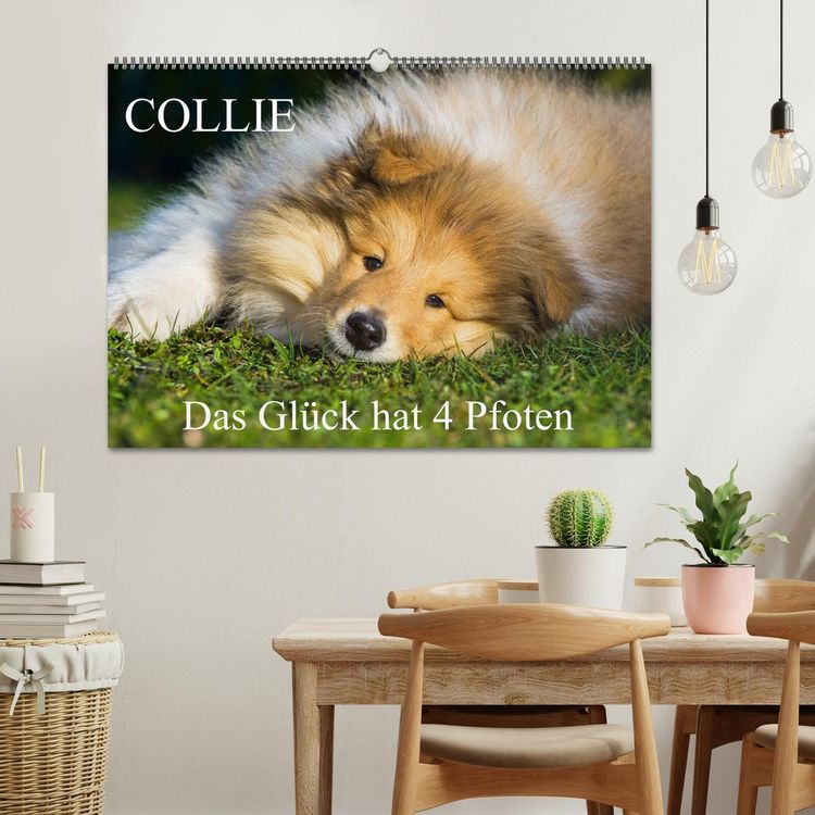 Produktbild: Collie - Das Gl&uuml;ck hat 4 Pfoten (Wandkalender 2026 DIN A2 quer), CALVENDO Monatskalender