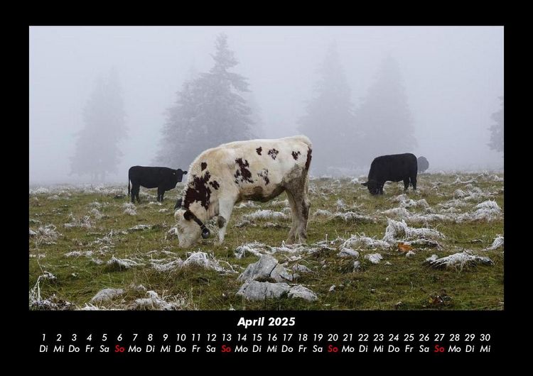 Produktbild: Kuhkalender 2025 Fotokalender DIN A3