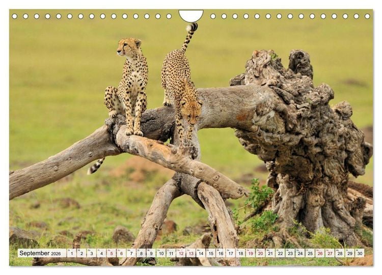 Produktbild: Faszinaton Afrika: Geparde (Wandkalender 2026 DIN A4 quer), CALVENDO Monatskalender