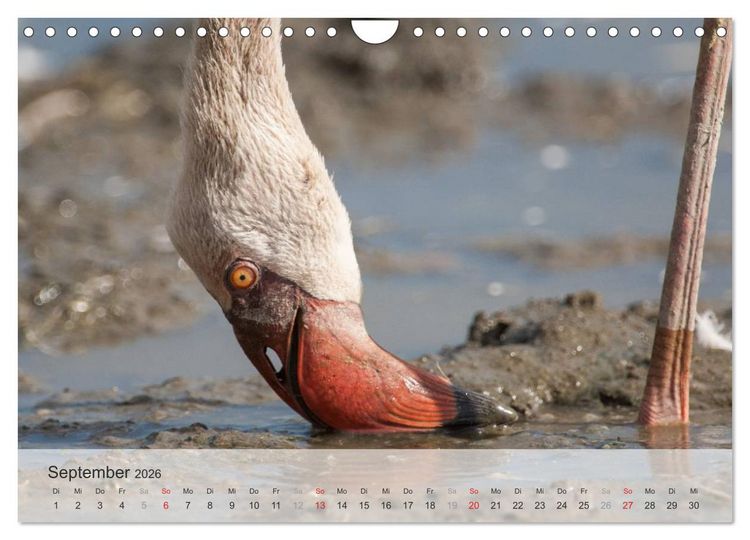 Produktbild: Flamingo Impressionen 2026 (Wandkalender 2026 DIN A4 quer), CALVENDO Monatskalender