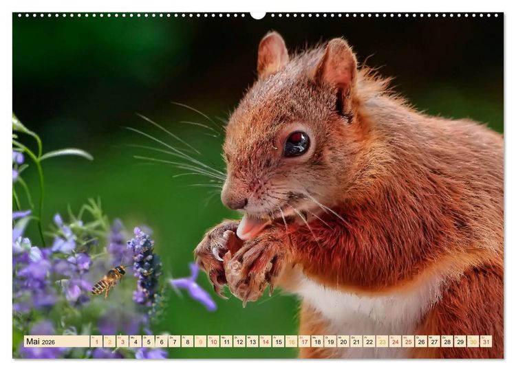 Produktbild: Eichh&ouml;rnchen - immer wieder s&uuml;&szlig; (Wandkalender 2026 DIN A2 quer), CALVENDO Monatskalender