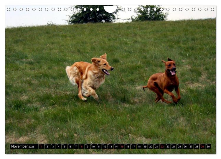 Produktbild: Rhodesian Ridgeback - Schnappsch&uuml;sse - (Wandkalender 2026 DIN A4 quer), CALVENDO Monatskalender