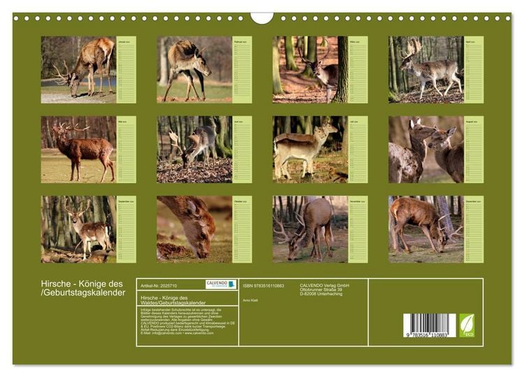 Produktbild: Hirsche - K&ouml;nige des Waldes/Geburtstagskalender (Wandkalender 2026 DIN A3 quer), CALVENDO Monatskalender
