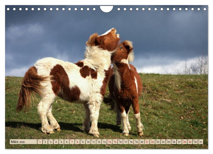 Produktbild: Ponys, die starken Pers&ouml;nlichkeiten (Wandkalender 2026 DIN A4 quer), CALVENDO Monatskalender