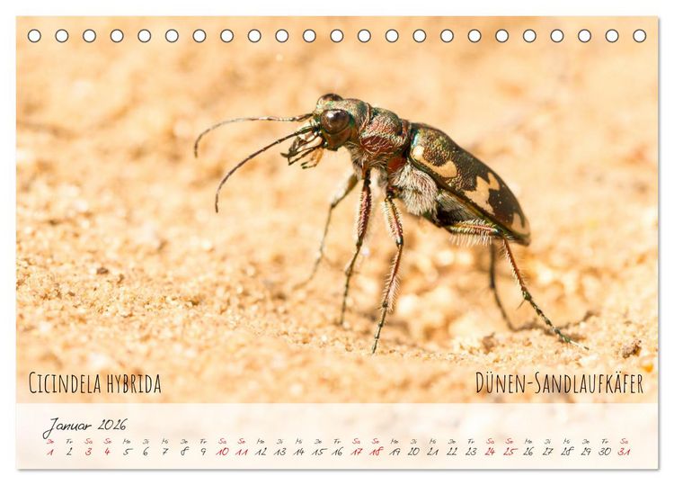 Produktbild: K&auml;fer-Wunderwelten (Tischkalender 2026 DIN A5 quer), CALVENDO Monatskalender