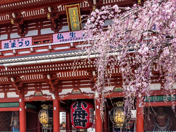 Produktbild: CALVENDO Puzzle TOKIO Asakusa mit Hozomon Tor zur Kirschbl&uuml;te | 1000 Teile Lege-Gr&ouml;&szlig;e 64x48cm Foto-Puzzle f&uuml;r gl&uuml;ckliche Stunden