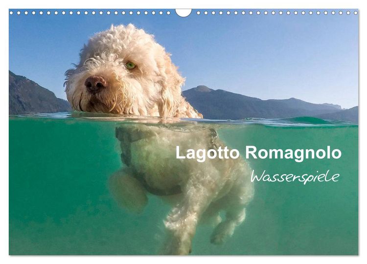 Produktbild: Lagotto Romagnolo - Wasserspiele (Wandkalender 2026 DIN A3 quer), CALVENDO Monatskalender