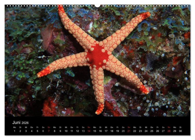 Produktbild: Magische Unterwasserwelten (hochwertiger Premium Wandkalender 2026 DIN A2 quer), Kunstdruck in Hochglanz