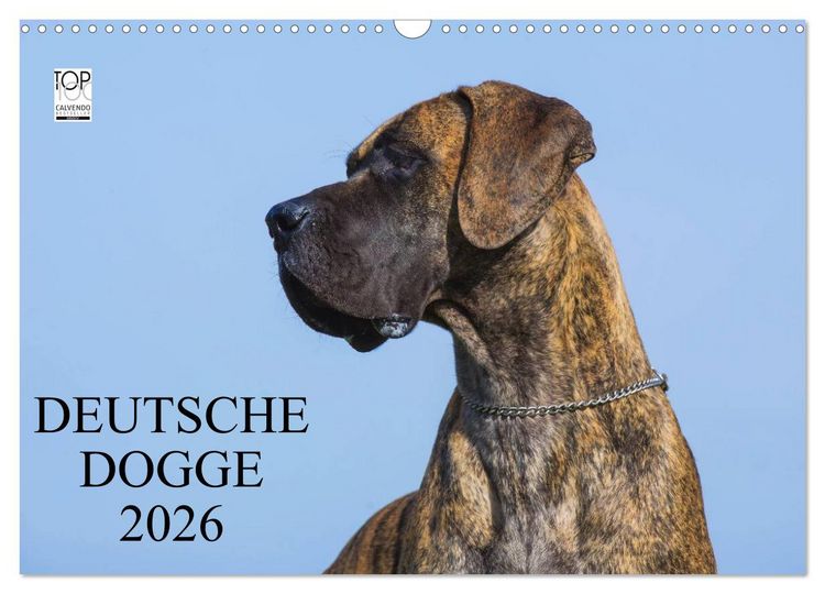 Produktbild: Deutsche Dogge 2026 (Wandkalender 2026 DIN A3 quer), CALVENDO Monatskalender