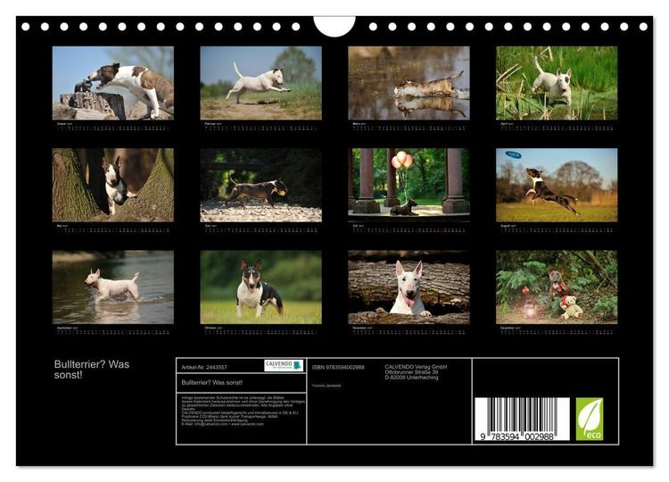 Produktbild: Bullterrier? Was sonst! (Wandkalender 2027 DIN A4 quer), CALVENDO Monatskalender